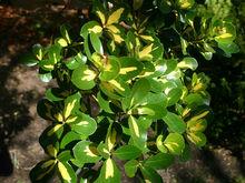 金色變種（Euonymus japonicus &#39;Aureus&#39; ）