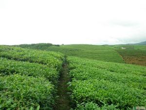 石阡苔茶