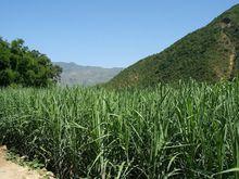 洛琅村主要經濟作物——甘蔗