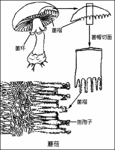 真菌的結構