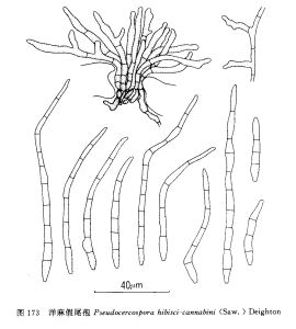 洋麻假尾孢