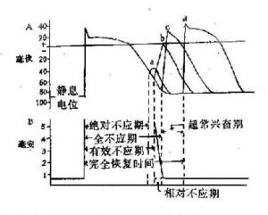 興奮性