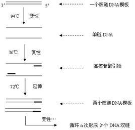 隨機引物PCR