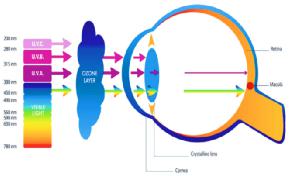 到達視網膜的高能光的主要為紫外與藍光