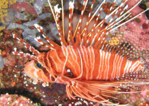 似細鰭短吻獅子魚