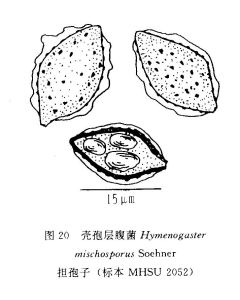 殼孢層腹菌