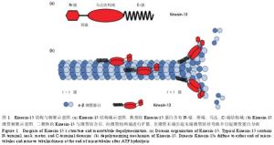 驅動蛋白kinesin