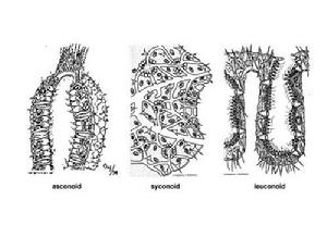 玻璃海綿綱（Hyalospongea）