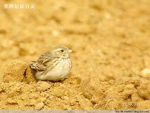 非雀形目鳥類