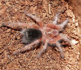 Grammostola rosea