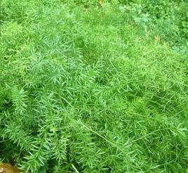 天門冬[天門冬目天門冬科植物]