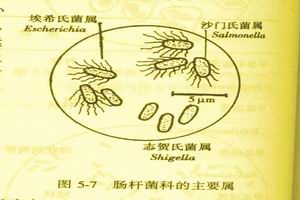 諾卡菌病