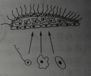 圖 共生學說不同種類的單細胞生物共生在一起，然後發展為多細胞動物。