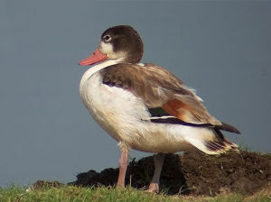 Common shelduck