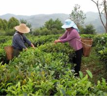 烏龍村[元江縣因遠鎮因遠村民委員會下轄村]