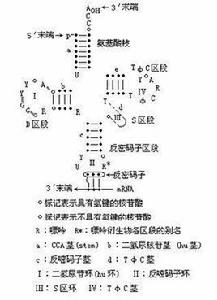 三葉草模式