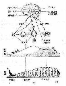 女性生殖生理