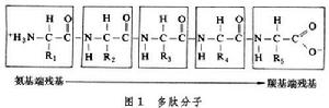 蛋白質晶體化學