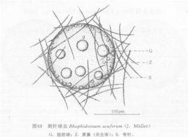 刺針球蟲