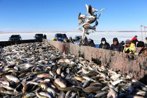 達里湖華子魚