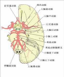 大腦後動脈