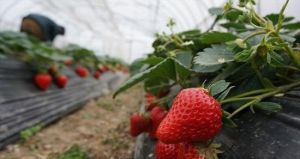 京洋草莓採摘園