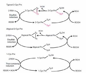 peroxiredoxin