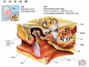 狗的耳朵結構