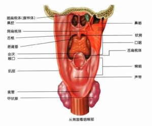 喉腔