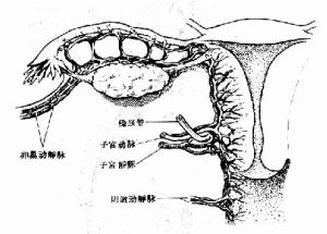 陰道動脈