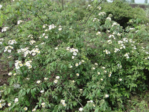 小葉川滇薔薇(變種)