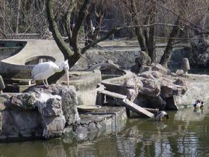 動物園水禽湖