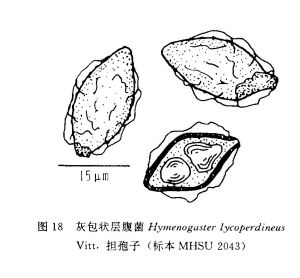 灰包狀層腹菌