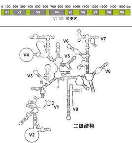 16s rRNA