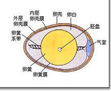 雞蛋的結構