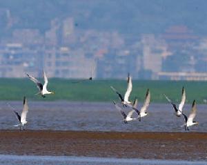 一群燕鷗從閩江口濕地飛起
