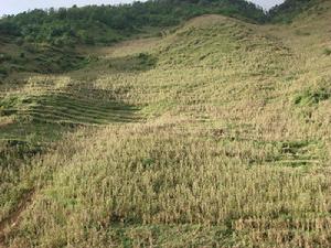 筍沛窪村玉米種植業