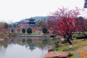 中國杭州超山梅花節