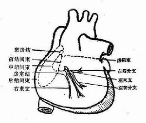 心臟傳導系統