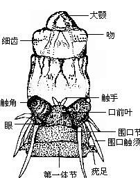 沙蠶