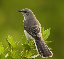 Mocking Bird