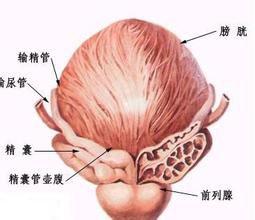 前列腺不育