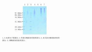 豬皮膠原蛋白電泳圖譜