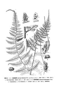 大蓋蹄蓋蕨（西藏植物志）滇南蹄蓋蕨（西藏植物志）圖版28: 1-4