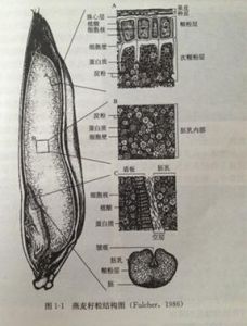 莜麥米