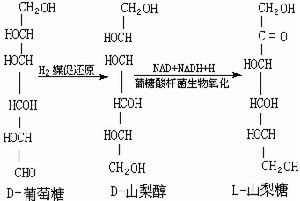 維生素髮酵微生物