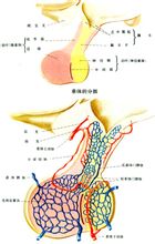 垂體圖解