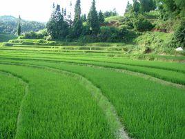 菜地村[雲南尋甸縣功山鎮下轄村]