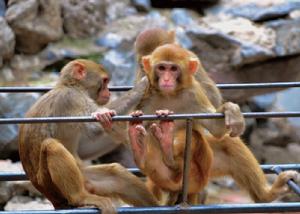 歡樂動物園