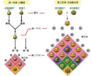 分離和自由組合定律